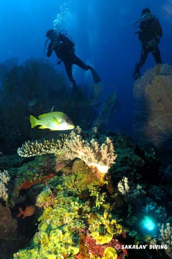 ecologie et sensibilisation à Nosy Be